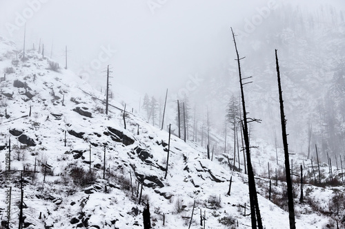 Burnt Trees in Forest on Mountain in Winter with Snow and Fog