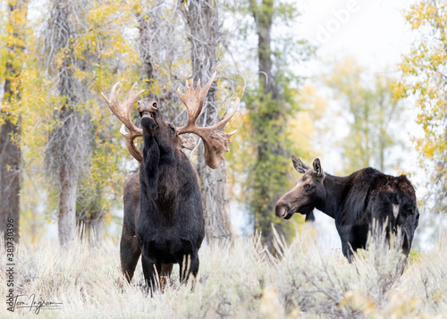 Bull Moose (Alces alces), Fall, Grand Teton National Park, Wyoming, USA