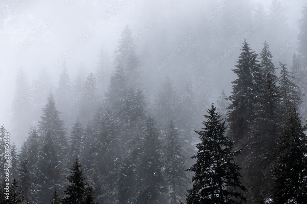 Forest of Fir Trees in Winter Landscape with Snow and Fog