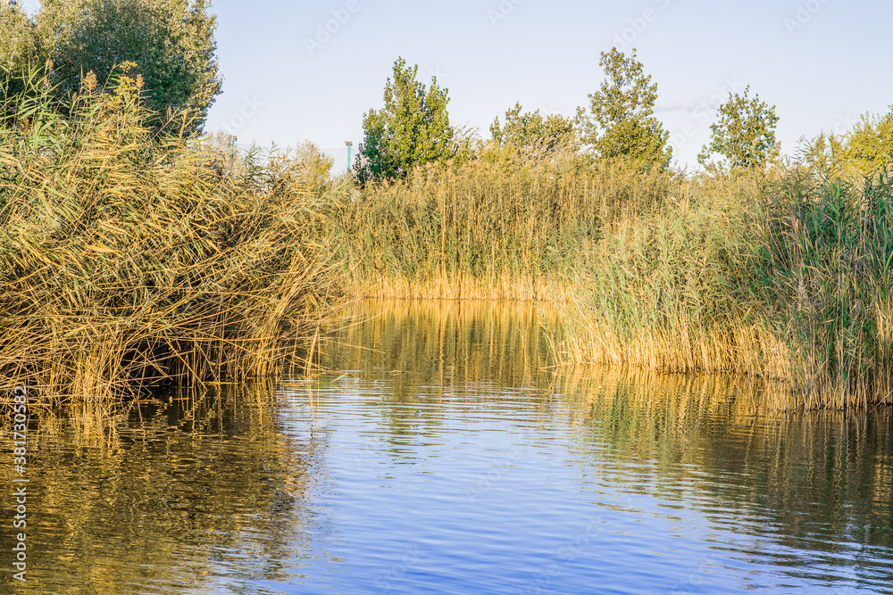 Estanque de agua con vegetación alrededor del lago y reflejo de los árboles en el agua azul