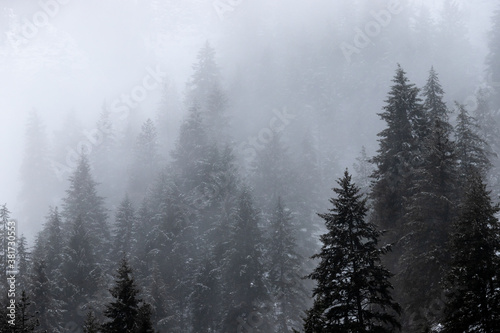 Forest of Fir Trees in Winter Landscape with Snow and Fog