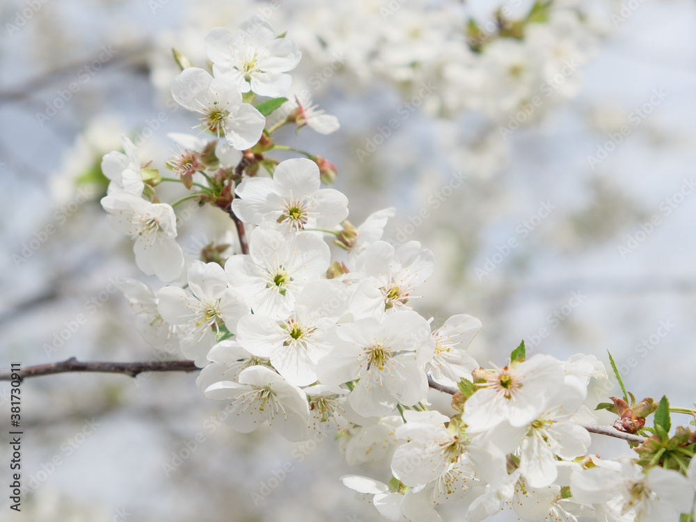 A branch of a blossoming cherry tree. Inflorescence of white cherry flowers in spring.