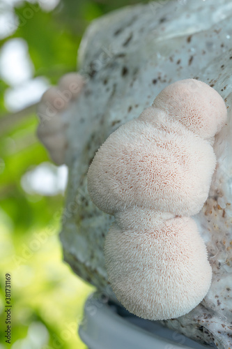 Close up of young Lion's Mane Mushroom growing on a synthetic log, supplemented sawdust substrate