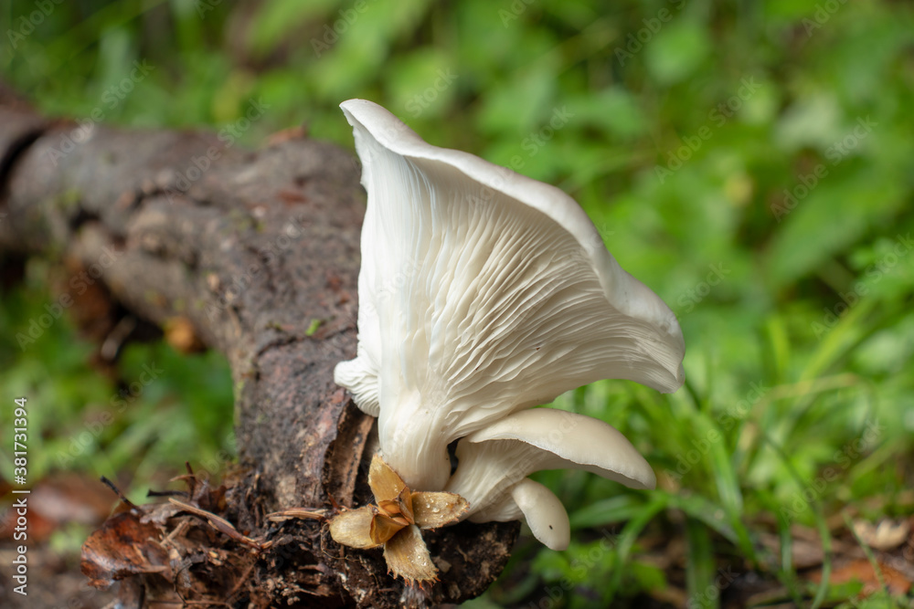 mushroom in the forest mushroom in the forest