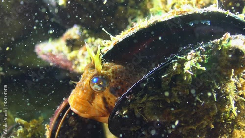 Tentacled blenny (Parablennius tentacularis). Fish of the Black Sea photo