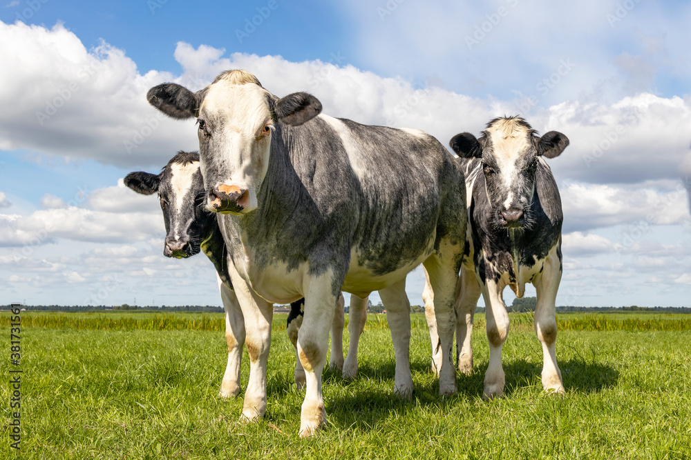 Muscular beef cows, Belgian Blue, walking in a field looking at the camera, happy and joyful and a blue cloudy sky,