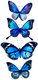 butterfly illustration, watercolor butterfly, blue clipart