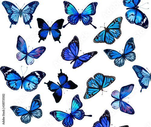 set of butterflies  blue butterfly  