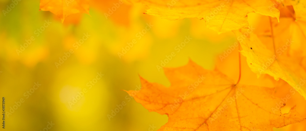 Autumn background with maple leaves. Yellow maple leaves on a blurred background. Copy space