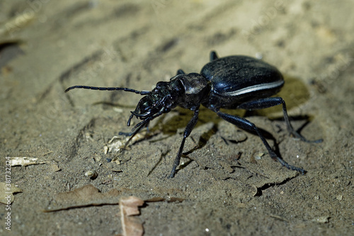  Ground Tiger Beetle - Anthia Termophilum aemiliana is species of black ground beetle in the subfamily Anthiinae from Zimbabwe, Africa