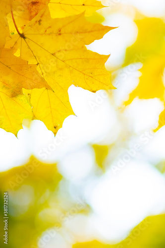 Autumn background with maple leaves. Yellow maple leaves on a blurred background. Copy space