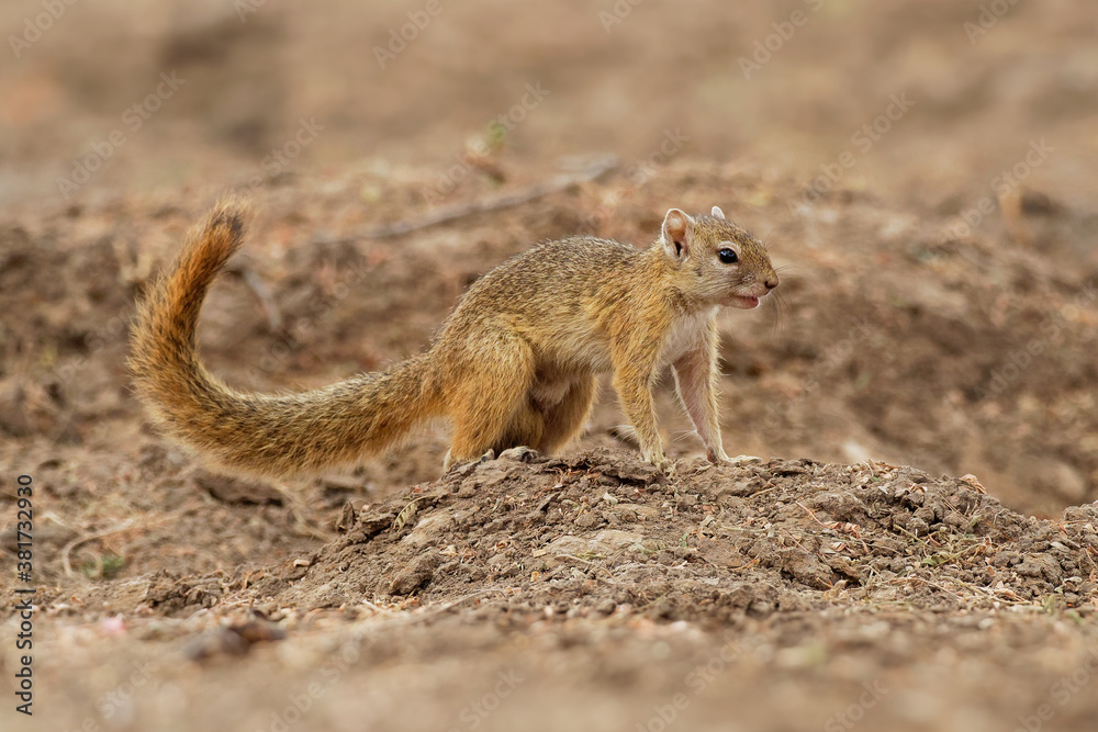 Smiths bush squirrel - Paraxerus (Sciurus) cepapi known as the yellow-footed squirrel or tree squirrel, is an African bush squirrel which is native to woodlands of the southern Afrotropics Smiths bush squirrel - Paraxerus (Sciurus) cepapi known as the yellow-footed squirrel or tree squirrel, is an African bush squirrel which is native to woodlands of the southern Afrotropics