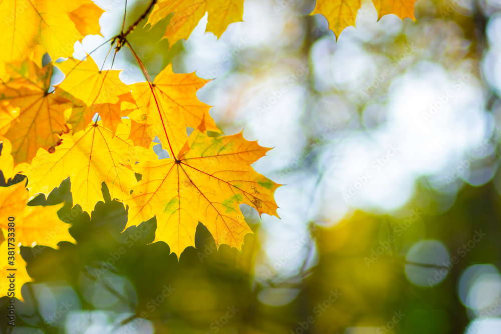 Autumn background with maple leaves. Yellow maple leaves on a blurred background. Copy space Autumn background with maple leaves. Yellow maple leaves on a blurred background. Copy space