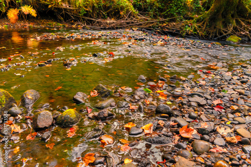 A stream with autumn leaves and rocks flowing through the forest.