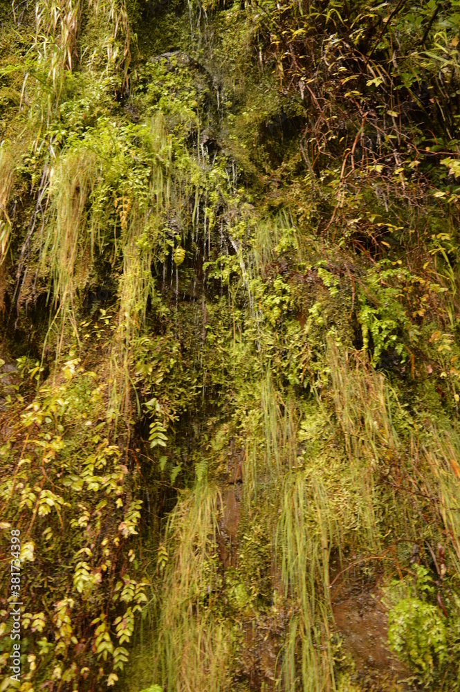 Obraz premium Hiking on the green paths of the levadas and waterfalls on Madeira Island in Portugal