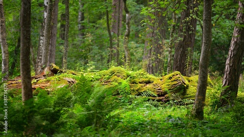 Green summer vegetation in a pine forest. Moss, fern, plants, tree logs close-up. Pure nature, ecology, environmental conservation in Latvia, Europe photo