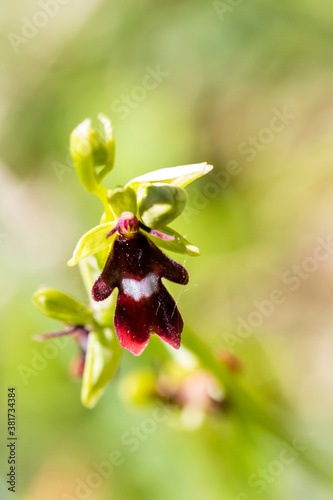 Deutschland - heimische Orchideen - Fliegen-Ragwurz - Ophrys insectifera