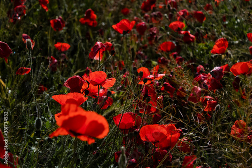 Amapolas  Vilches  Madrid .