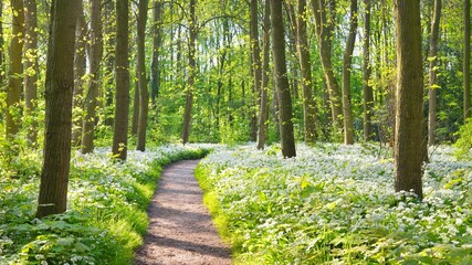 Pathway through the forest with blooming wild garlic (Allium ursinum). Stochemhoeve, Leiden, the Netherlands. Picturesque panoramic spring scene. Travel destinations, eco tourism, ecology, pure nature