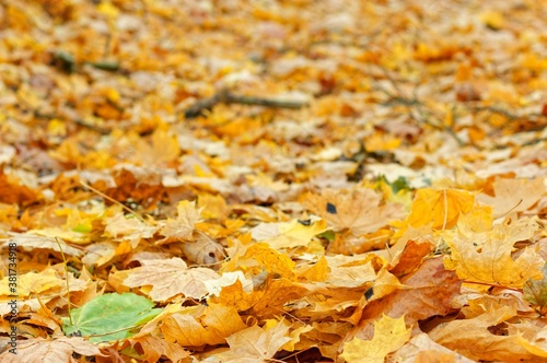 Yellowed And Blurred Autumnal Leaves 