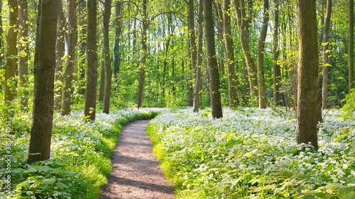 Fototapeta Naklejka Na Ścianę i Meble -  Pathway through the forest with blooming wild garlic (Allium ursinum). Stochemhoeve, Leiden, the Netherlands. Picturesque panoramic spring scene. Travel destinations, eco tourism, ecology, pure nature