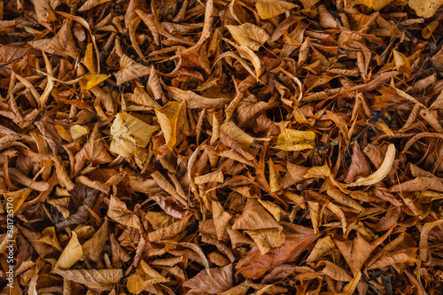 Brown and yellow autumn leaves lying on the ground © blumbaker