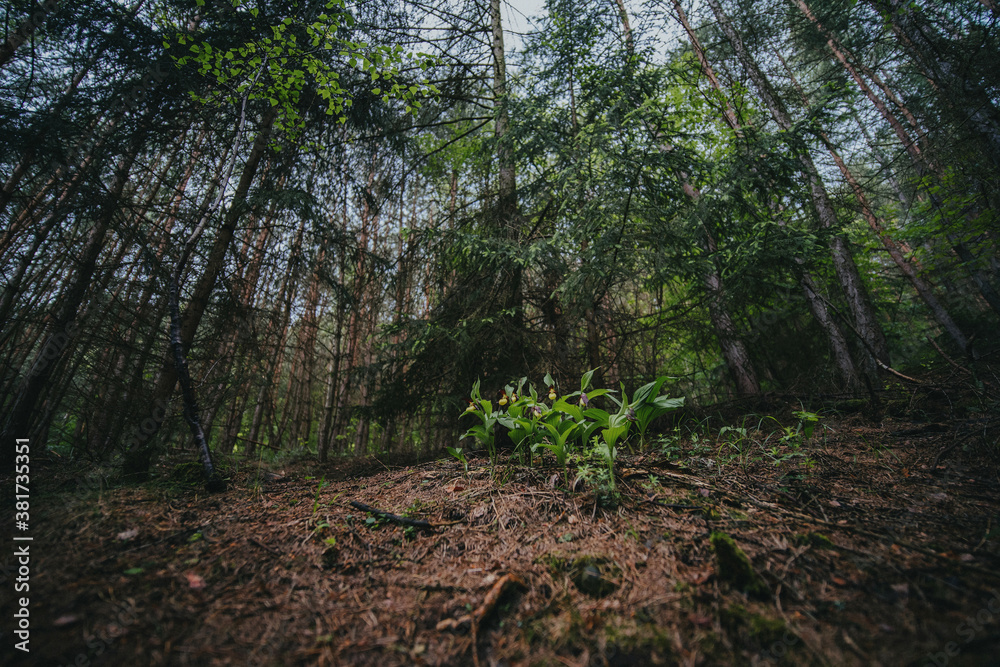 Cypripedium calceolus orchid in wild habitat Cypripedium calceolus orchid in wild habitat