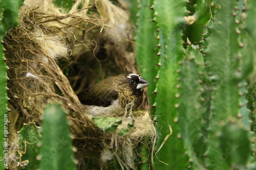 House sparrow sitting on cactus