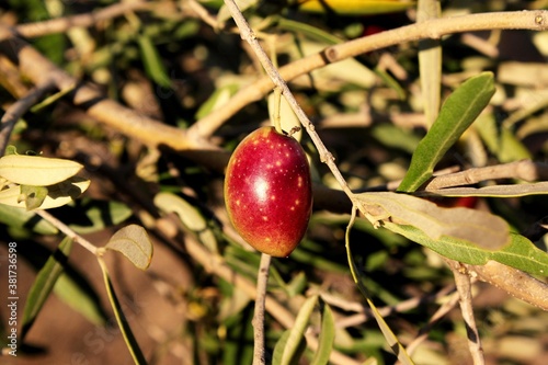 Close up of olives, olive grove in the outskirts of Athens in Attica, Greece. photo