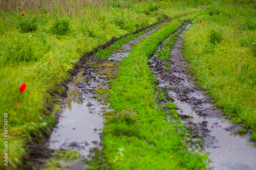 Mud track from a car among a green field after rain