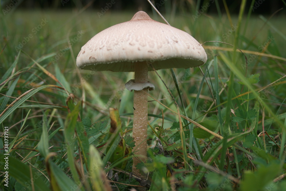 champignon dans l'herbe en automne