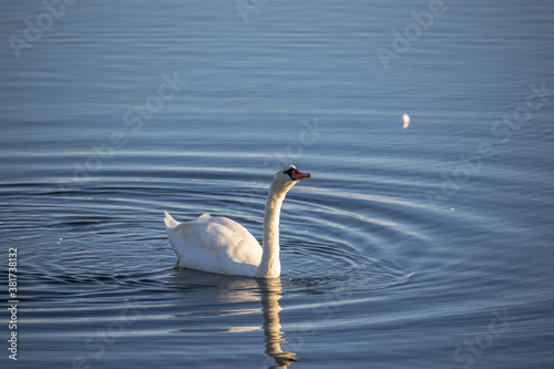 Fototapeta Naklejka Na Ścianę i Meble -  A swan swims in a lake and is reflected in the water