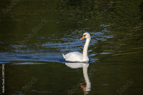 Fototapeta Naklejka Na Ścianę i Meble -  A swan swims in a lake and is reflected in the water