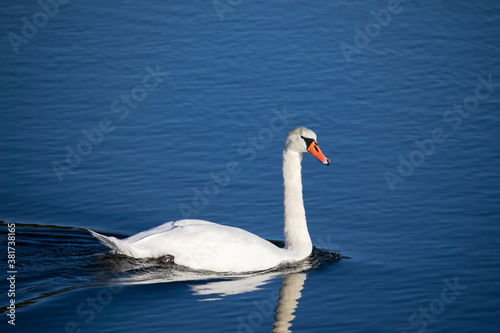 Fototapeta Naklejka Na Ścianę i Meble -  A swan swims in a lake and is reflected in the water