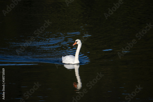 Fototapeta Naklejka Na Ścianę i Meble -  A swan swims in a lake and is reflected in the water