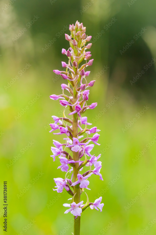 Orchidee - Großer Händelwurz - Gymnadenia conopsea Orchidee - Großer Händelwurz - Gymnadenia conopsea