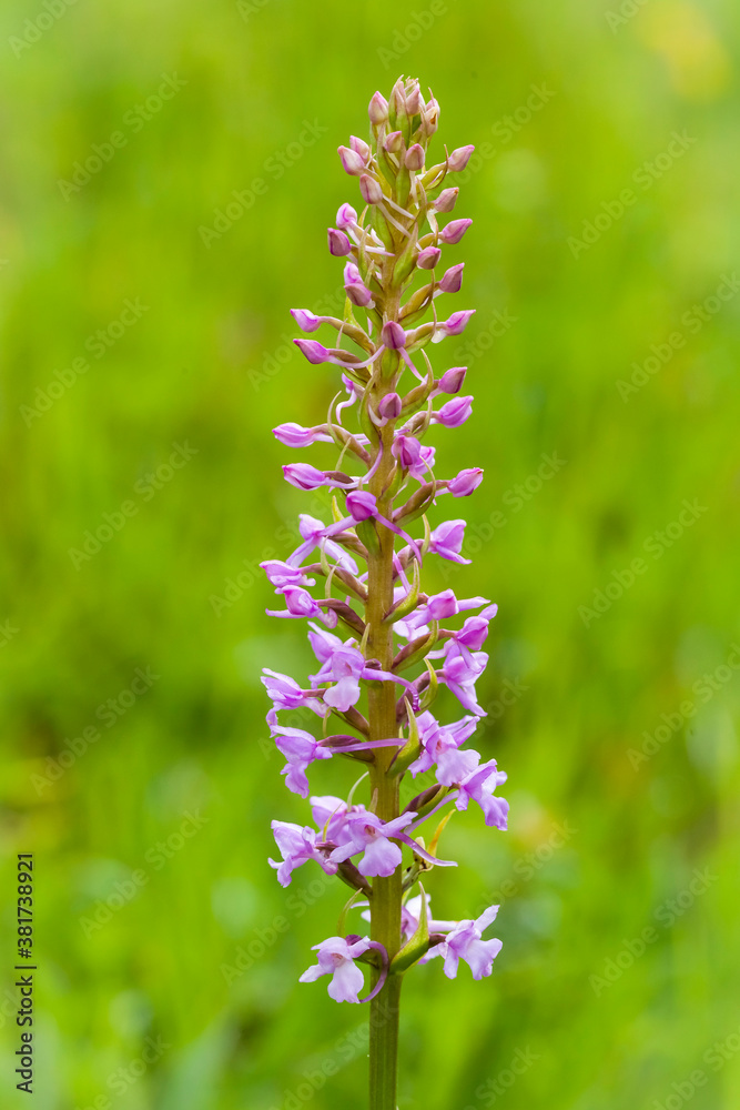 Orchidee - Großer Händelwurz - Gymnadenia conopsea Orchidee - Großer Händelwurz - Gymnadenia conopsea