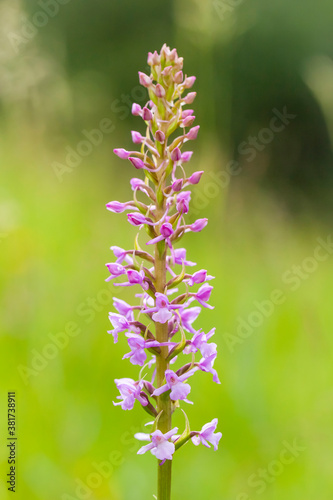 Orchidee - Großer Händelwurz - Gymnadenia conopsea © suzette77