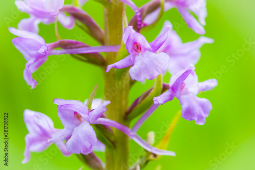 Orchidee - Gro  er H  ndelwurz - Gymnadenia conopsea
