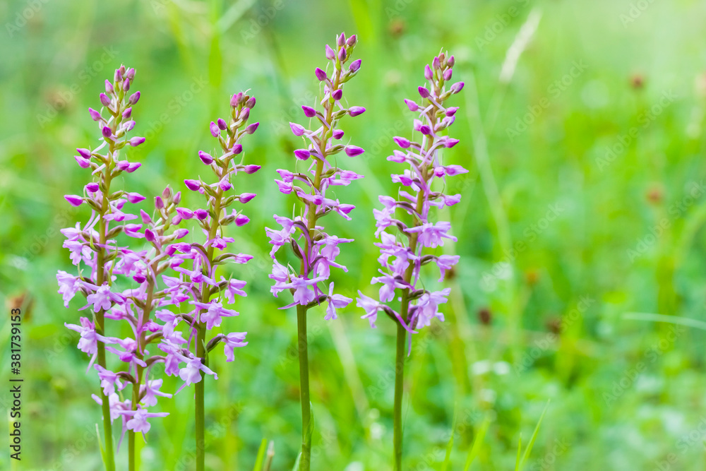 Orchidee - Großer Händelwurz - Gymnadenia conopsea Orchidee - Großer Händelwurz - Gymnadenia conopsea