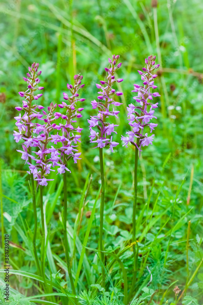 Orchidee - Großer Händelwurz - Gymnadenia conopsea Orchidee - Großer Händelwurz - Gymnadenia conopsea