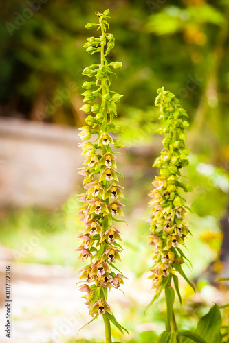 Orchidee - Breitblättriger Ständelwurz - Epipactis
helleborine