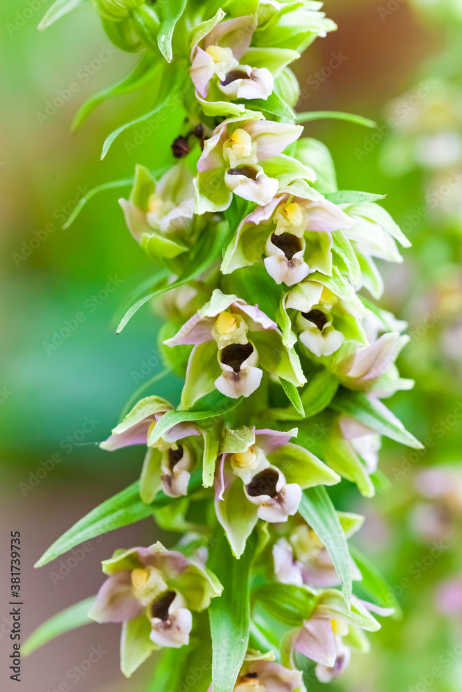 Obraz premium Orchidee - Breitblättriger Ständelwurz - Epipactis helleborine