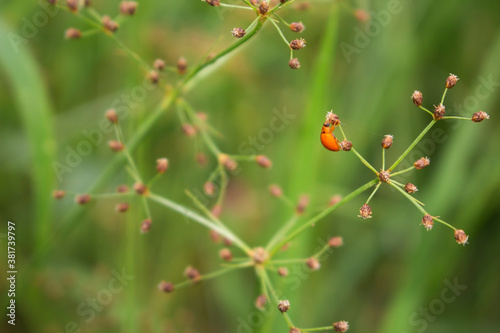 Close-up of Ladybug perched on a small tree branch in forests, gardens, green leaf background. Nature concept.