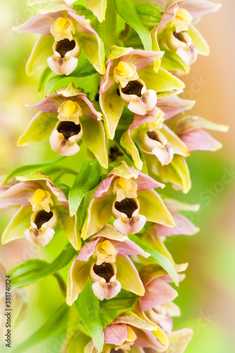 Orchidee - Breitblättriger Ständelwurz - Epipactis
helleborine