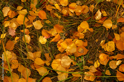 Yellow autumn fallen leaves on the forest grass. The concept of protecting the environment and supporting the development of ecological programs.