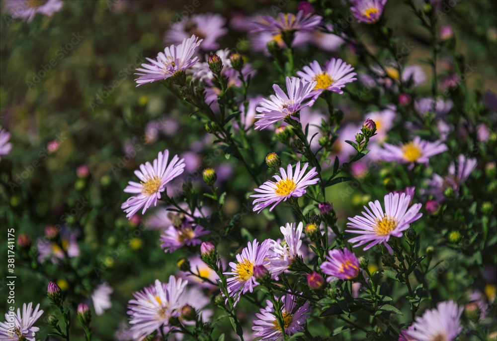 Delicate purple autumn chrysanthemums, holiday card. Blooming autumn garden