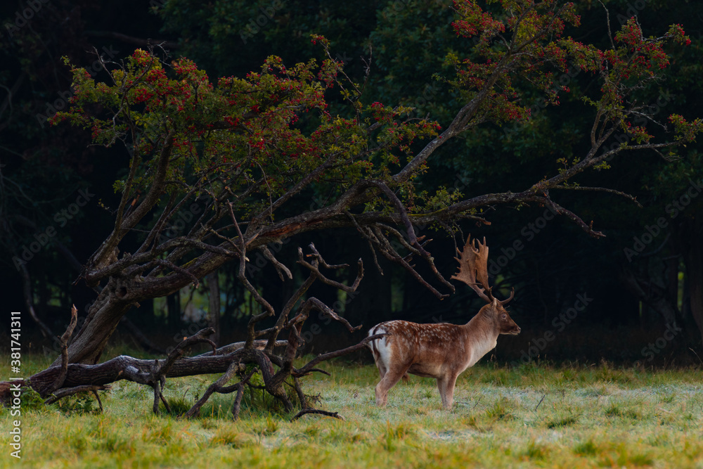 Wild deer in Phoenix Park, Dublin, Ireland, where over 500 wild Fallow deer roam around freely Wild deer in Phoenix Park, Dublin, Ireland, where over 500 wild Fallow deer roam around freely