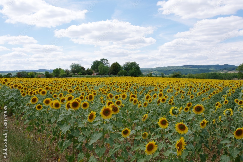 Obraz premium Field of sunflowers