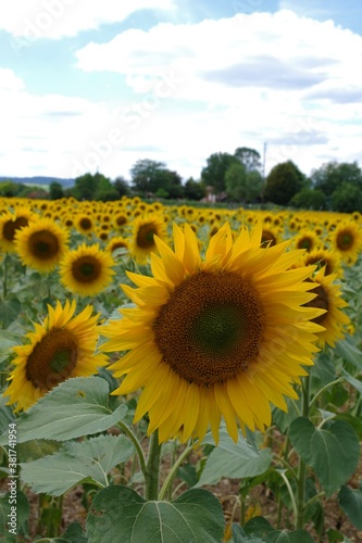 Fototapeta Naklejka Na Ścianę i Meble -  Sunflower in a field.